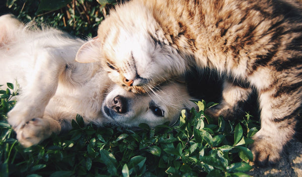 Naturkosmetik für Haustiere: Gesunde Pflege aus der Natur